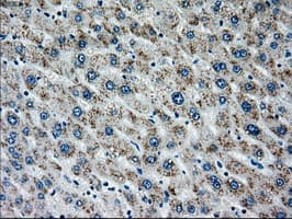 MAP2K4 / MKK4 Antibody (clone OTI1D6)