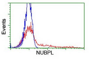 NUBPL Antibody (clone OTI2C8)