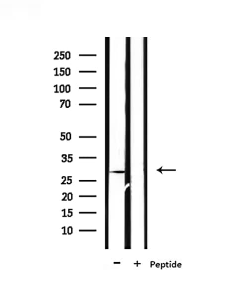 PEX11A Antibody