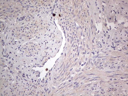 SNX12 Antibody (clone OTI3A4)