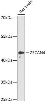 ZSCAN4 Antibody