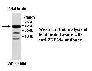 ZNF264 Antibody (aa129-415)