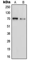 PAOX / PAO Antibody (Internal)