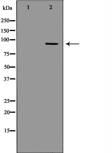 MCM3 Antibody
