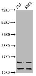 HIST1H4I Antibody