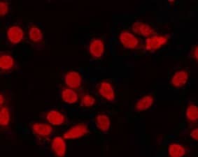 CCNC / Cyclin C Antibody