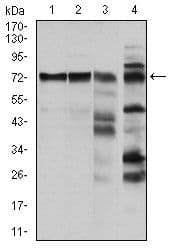 RAF1 / RAF Antibody (clone 4G4)
