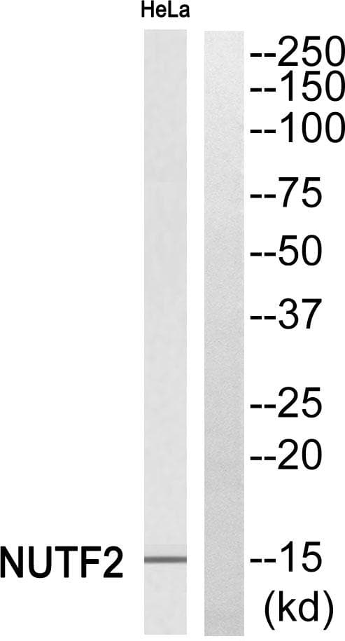 NUTF2 / PP15 Antibody