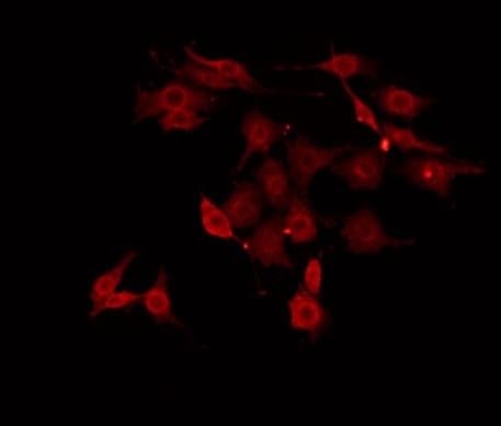 MAP4K3 / GLK Antibody