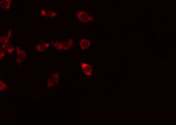 ADGRF1 / GPR110 Antibody