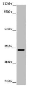 IFT46 Antibody