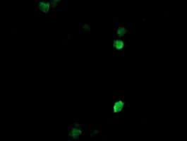 COPS6 / CSN6 Antibody (aa58-327, clone OTI4E7, Carrier-free)