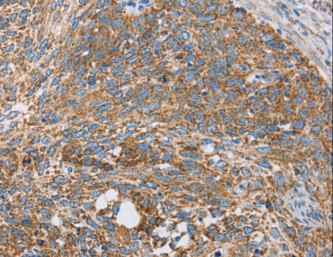 CENPO Antibody