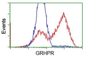 GRHPR / Glyoxylate Reductase Antibody (clone OTI4H2, Carrier-free)