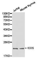 ICOS / CD278 Antibody