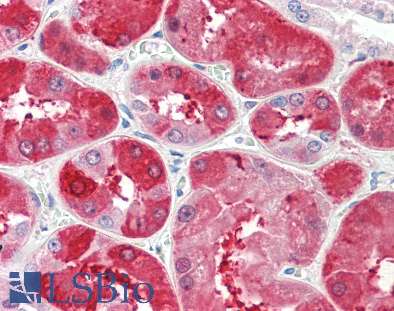 IHC-plus™ UROD Antibody (aa290-304)