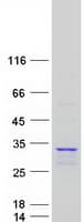 Human PSMA6 Protein (Recombinant Myc-DDK (Flag))