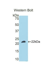 FGF21 Antibody (aa29-209)