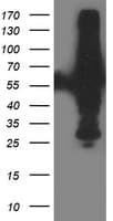 XPNPEP3 Antibody (clone OTI5G2)