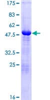Human TAF10 Protein (Recombinant GST)