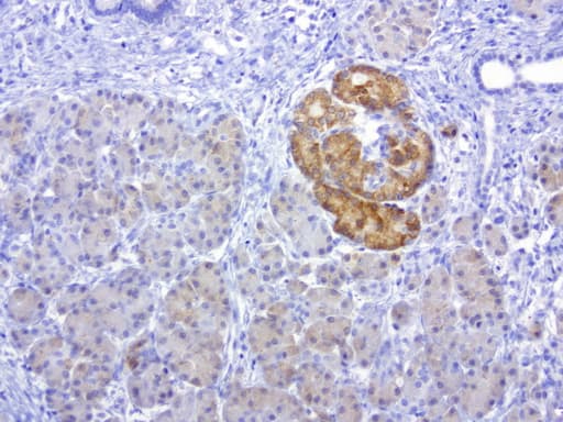 MSI1 / Musashi 1 Antibody (clone UMAB127)