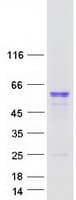 Human UGT2A1 Protein (Recombinant Myc-DDK (Flag))