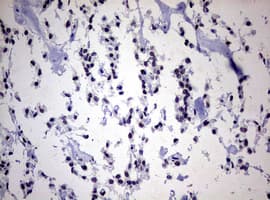ZEB2 / SIP-1 Antibody (aa1-350, clone OTI1E12)