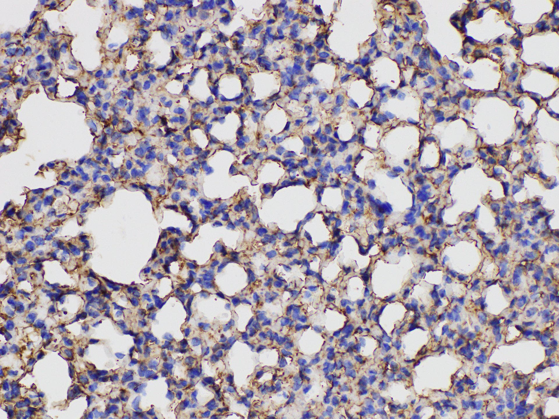 ANXA5 / Annexin V Antibody