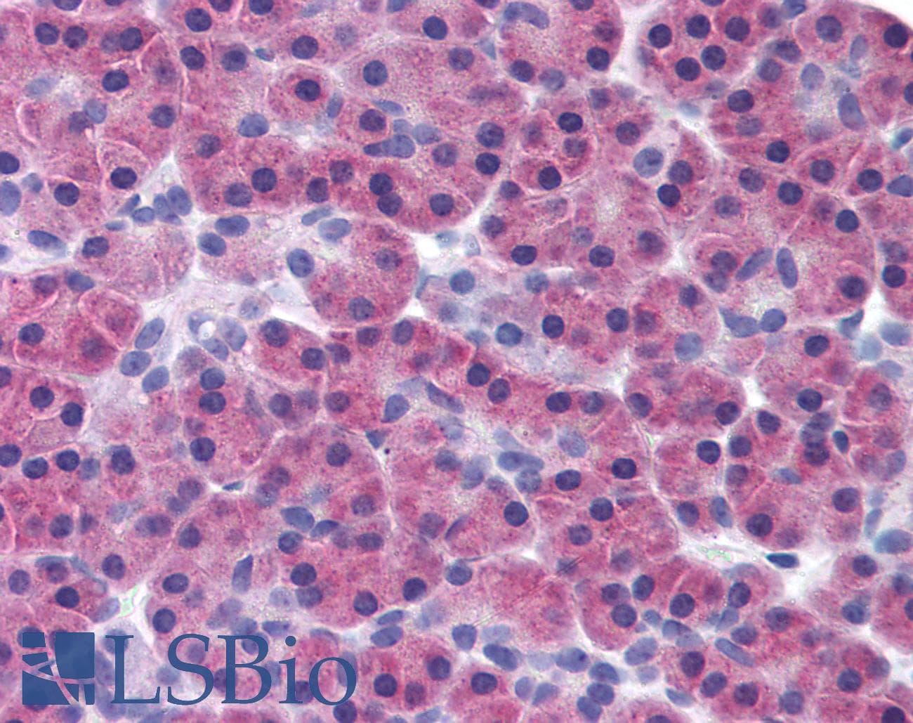 IHC-plus™ RIPK3 / RIP3 Antibody (aa480-530)