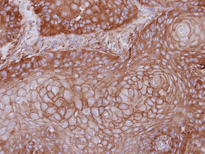 MPP1 Antibody (aa214-428)