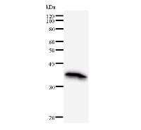 ELL2 Antibody (clone ELL2A11H2)