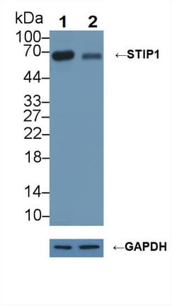 STI1 / STIP1 Antibody (aa1-169)