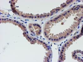 LECT2 Antibody (aa19-151, clone OTI2A11, Carrier-free)