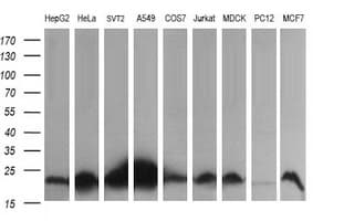 HRAS / H-Ras Antibody (clone OTI1H3)
