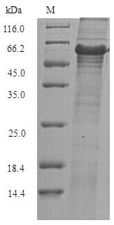Geobacillus stearothermophilus Glycerol-1-phosphate dehydrogenase [NAD(P)+] (egsA) Protein (Recombinant 6His-SUMO, N-terminus)