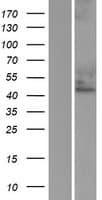 CYTH3 / GRP1 Protein (Over-Expression Lysate Myc-DDK (Flag))