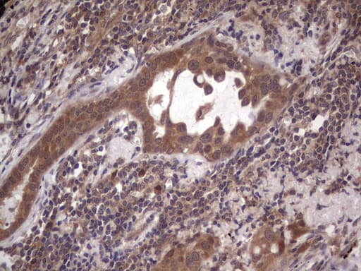 BFSP2 Antibody (aa184-415, clone OTI4E7, Carrier-free)