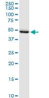 PSIP1 / LEDGF Antibody (clone 3H1)