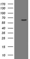 POLR3C Antibody (clone OTI2H1)