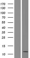 BRI3 Protein (Over-Expression Lysate Myc-DDK (Flag))