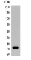 GFP Tag Antibody