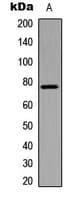 ETK / BMX Antibody (phospho-Tyr566)