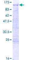 Human TBX2 Protein (Recombinant GST)