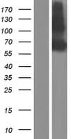 BCAM / CD239 Protein (Over-Expression Lysate Myc-DDK (Flag))