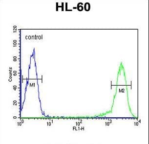 IHC-plus™ CALCR / Calcitonin Receptor Antibody (aa445-474)