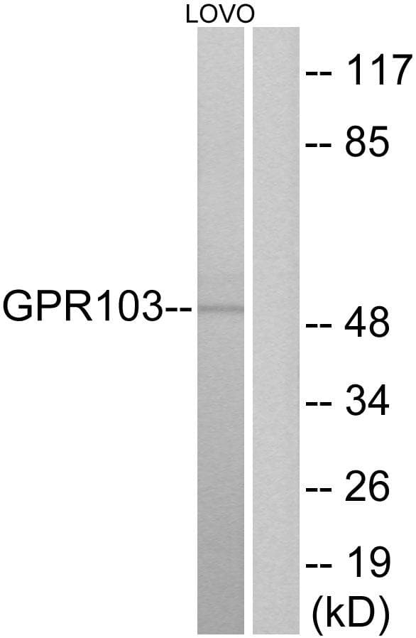 QRFPR / GPR103 Antibody