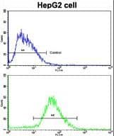 IHC-plus™ CDH13 / Cadherin 13 Antibody (aa146-174)