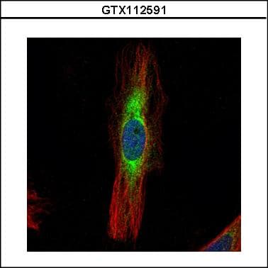 SCIN Antibody (aa281-585)