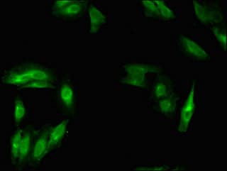 MSH4 Antibody