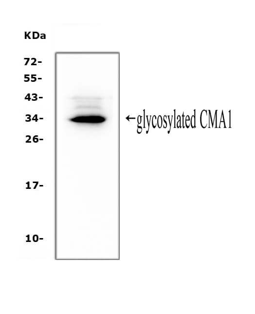 CMA1 / Mast Cell Chymase Antibody (aa22-247)